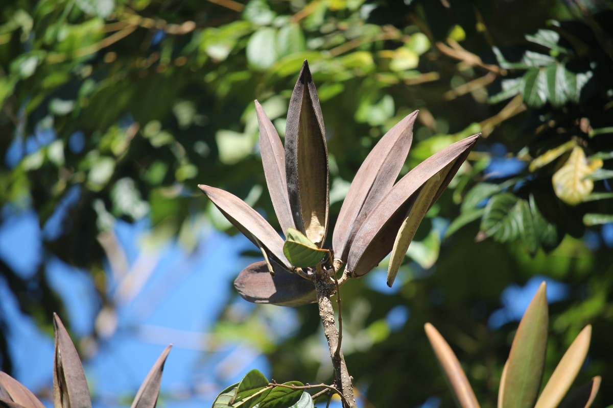 Spathodea campanulata P.Beauv.